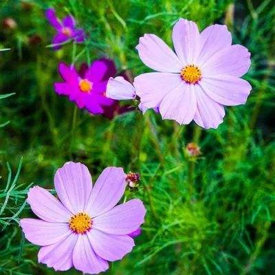 乐鱼竞彩官网下载手机版